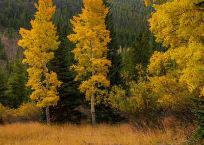 Photo of Yellow Gold Colorado Aspen Trees in Pine Forest Set Against Blue Skies