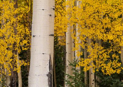 Photo of White Aspen Tree Trunk in Grove of Golden Aspen Trees