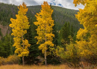 Colorado Fall Colors in Rock Mountain National Park