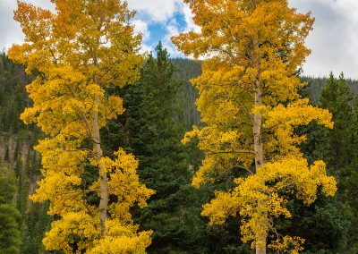 Photo of Golden Colorado Aspen Trees