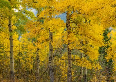 Photo of Brilliant Yellow Colorado Aspen Grove in Fall