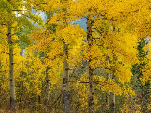 Photos of Rocky Mountain National Park Colorado Fall Colors