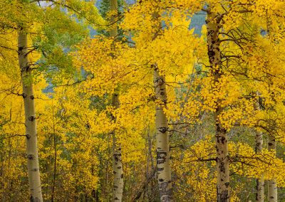 Vertical Photo of Brilliant Yellow Colorado Aspen Trees in Fall