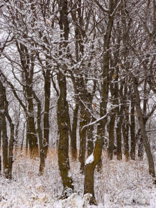 Snow Clings to Grove of Scrub Oak Castle Rock CO Winter