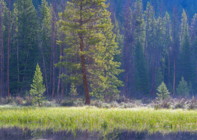 Sun Kissed Pine Tree In East Inlet RMNP Colorado