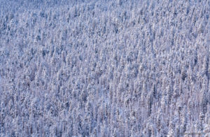 View of Snow Covered Pine Trees from Trail Ridge Road RMNP CO