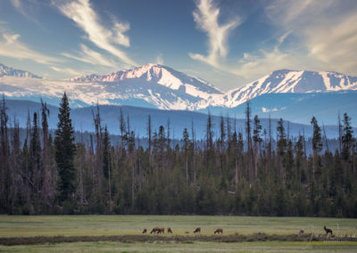 Elk Grazing in a Meadow on West Side of Rocky with Gore Range as a Backdrop