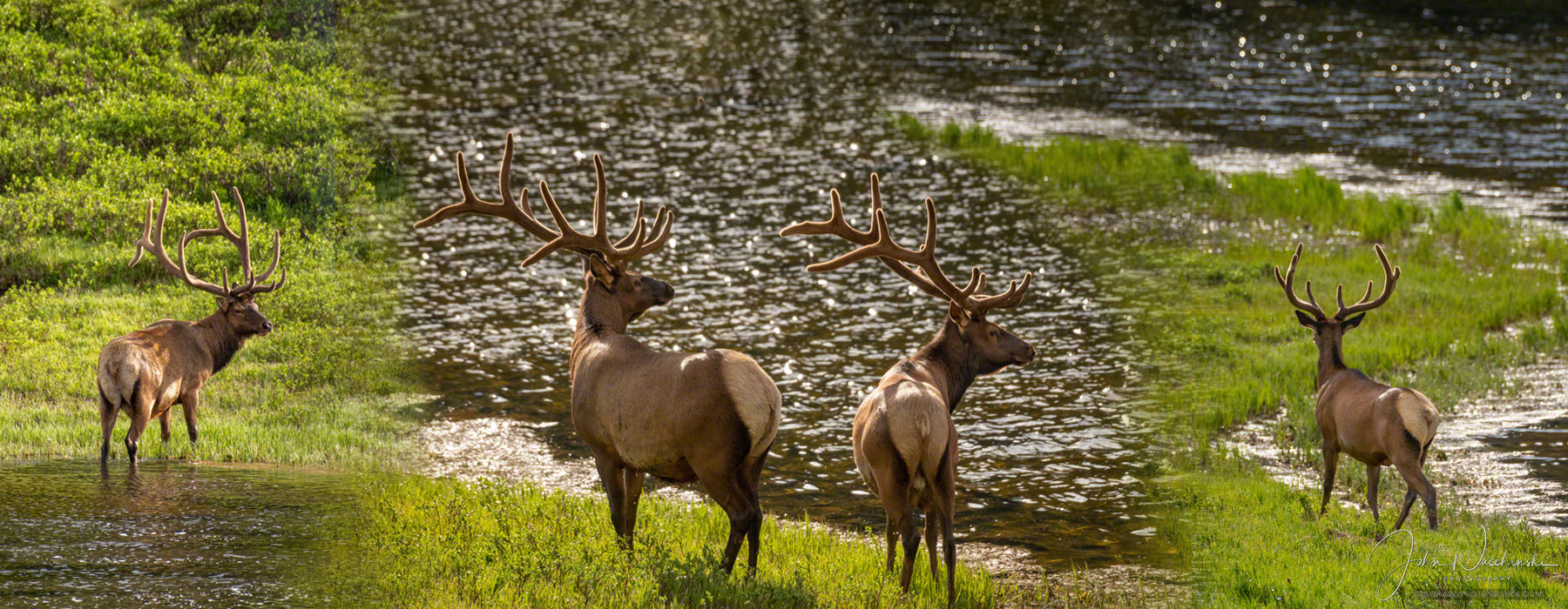 Bachelor Group of Bull Elk Rocky Mountain National Park Colorado