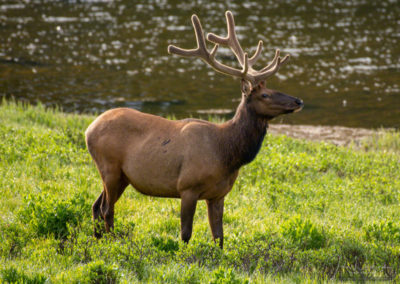 Bull Elk Grazing along Poudre Lake Shoreline RMNP Colorado