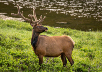 Majestic Bull Elk Grazing along Poudre Lake Shoreline RMNP Colorado