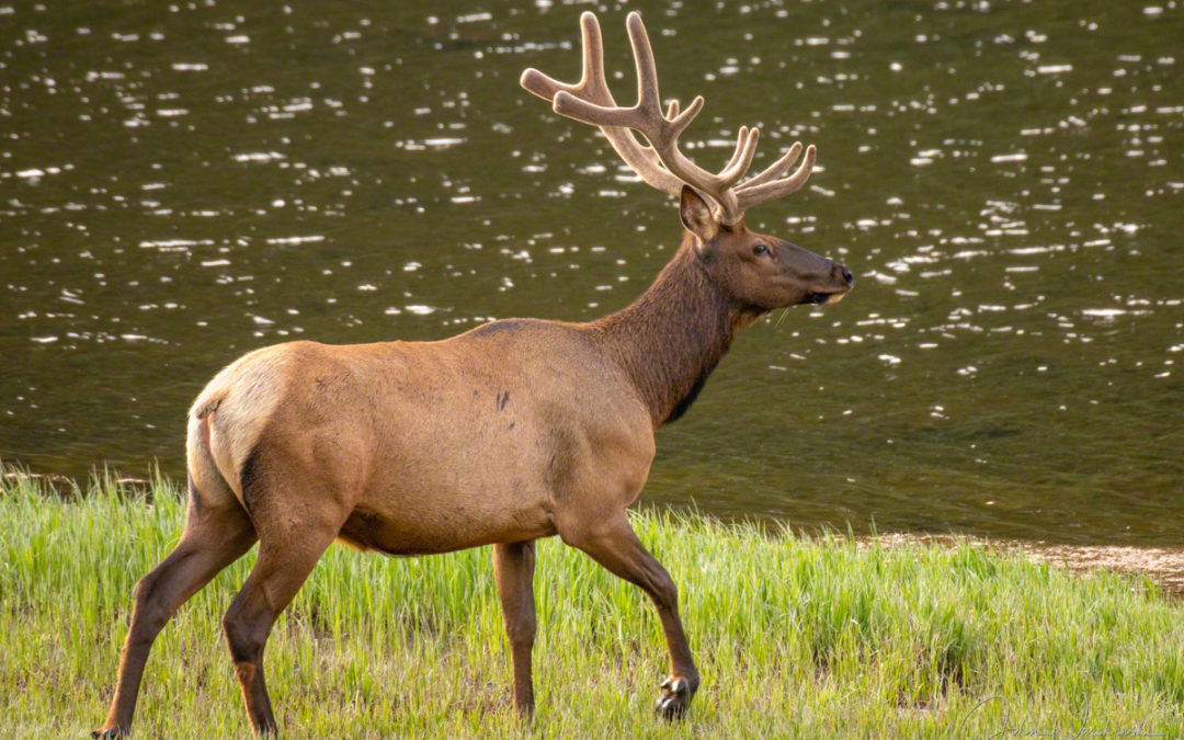 Photos of Bachelor Group of Bull Elk Rocky Mountain National Park Colorado