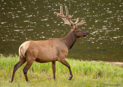 Photos of Bachelor Group of Bull Elk Rocky Mountain National Park Colorado