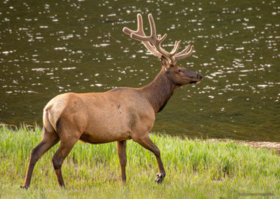 Bull Elk Ggoing for a stroll along Poudre Lake Shoreline RMNP Colorado