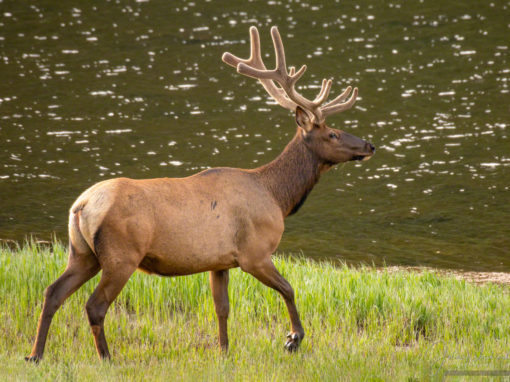 Photos of Bachelor Group of Bull Elk Rocky Mountain National Park Colorado