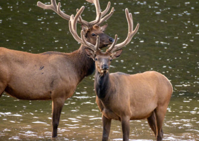 Two Bull Elk going for swim in Poudre Lake RMNP Colorado