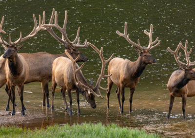 Bachelor Group of Bull Elk in Poudre Lake Rocky Mountain National Park Colorado