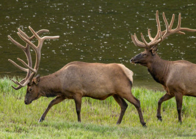 Pair of Bull Elk near Poudre Lake Shoreline Rocky Mountain National Park Colorado