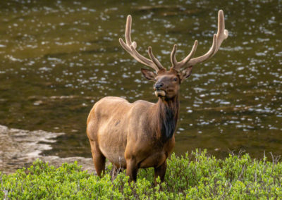 Photo of Bull Elk grazing near Poudre Lake Shoreline Rocky Mountain National Park Colorado