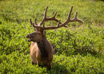 Photo of Bull Elk grazing near Milner Pass and Poudre Lake Rocky Mountain National Park Colorado