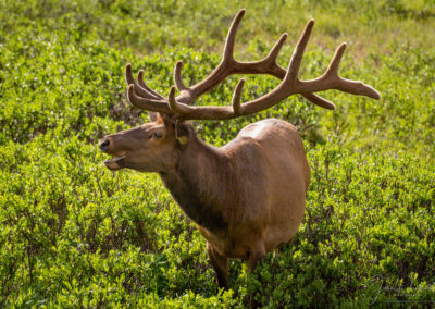 Photo of Bull Elk Bugling near Milner Pass and Poudre Lake Rocky Mountain National Park Colorado
