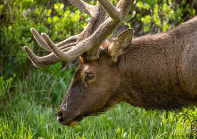 Close Up of Photo of Bull Elk Grazing near Milner Pass and Poudre Lake in Rocky Mountain National Park Colorado