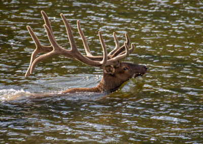 Bull Elk going for a swim in Poudre Lake Rocky Mountain National Park Colorado