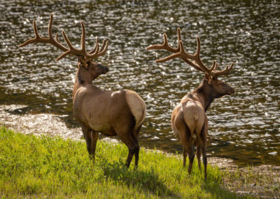 Two Bull Elk contemplating a swim in Poudre Lake Rocky Mountain National Park Colorado