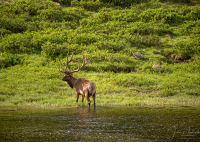 Large Bull Elk Crosses Poudre Lake Rocky Mountain National Park Colorado