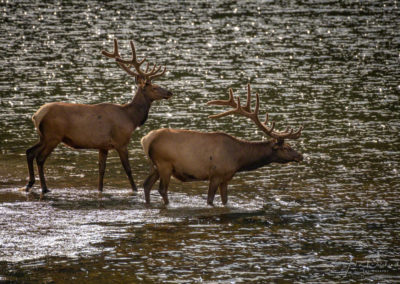 Two Bull Elk Swimming in Poudre Lake Rocky Mountain National Park Colorado