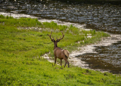 Bull Elk going for a stroll along the Poudre Lake Shoreline RMNP Colorado