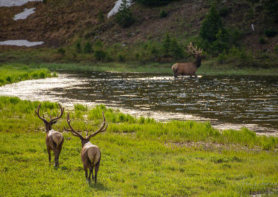 Bachelor Group of Bull Elk going for a stroll along the Poudre Lake Shoreline RMNP Colorado