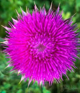 Close up Photo of Colorado Musk Thistle