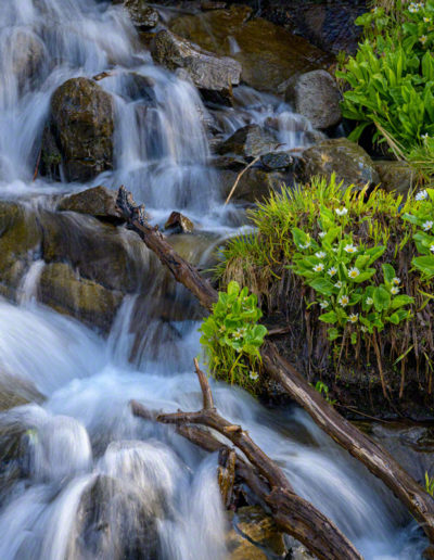 Colorado Wildflowers Growing Near Waterfall that feeds into Lake Isabelle