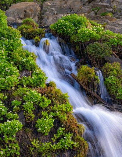 Photo of White Wildflowers Growing Next to Waterfall at Lake Isabelle in Colorado