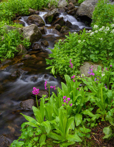 Stream and Colorado Wildflowers Located off of Pawnee Pass Trail