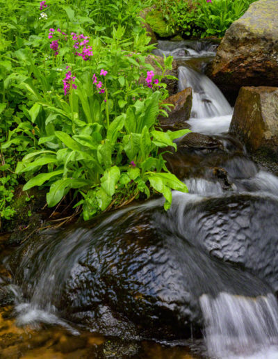 Colorado Wildflowers Growing Next to Stream in the Brainard Lake Recreation Area