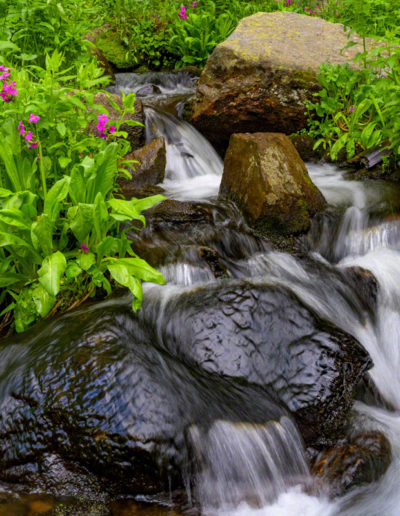 Wildflowers Growing Next to Stream in the Colorado Brainard Lake Recreation Area