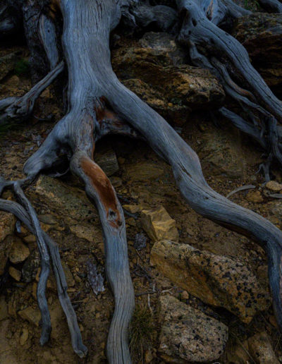 Photo of Tree Roots Near Odessa Lake Shoreline
