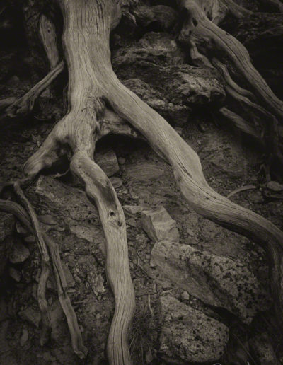 B&W Photo of Tree Roots Near Odessa Lake Shoreline RMNP Colorado