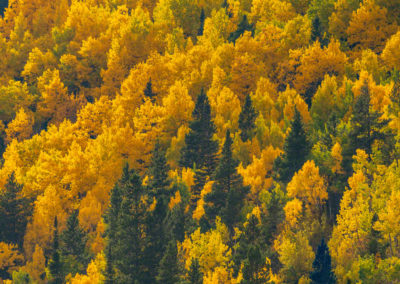 Images of Fall Colors in Rocky Mountain National Park Colorado