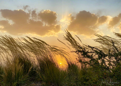 Beautiful Grasses Sway in the Wind in this Sunset Photo Castle Rock Colorado