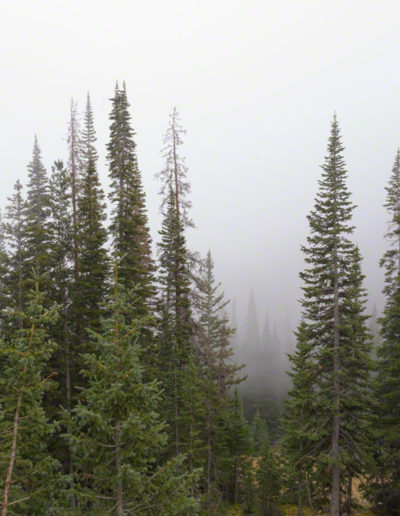 Photos of Pine Forest Fog in Rocky Mountain National Park Colorado