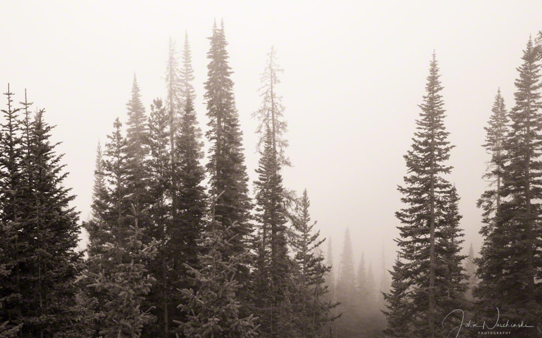 Photos of Forest Fog in Rocky Mountain National Park Colorado