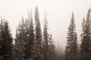 B&W Photo of Pine Forest Fog in Rocky Mountain National Park Colorado