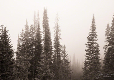 Photos of Forest Fog in Rocky Mountain National Park Colorado