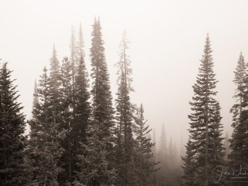Photos of Forest Fog in Rocky Mountain National Park Colorado