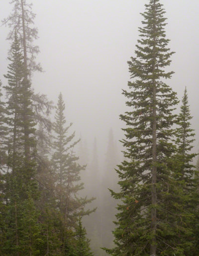 Vertical Photo of Forest Fog in Rocky Mountain National Park Colorado