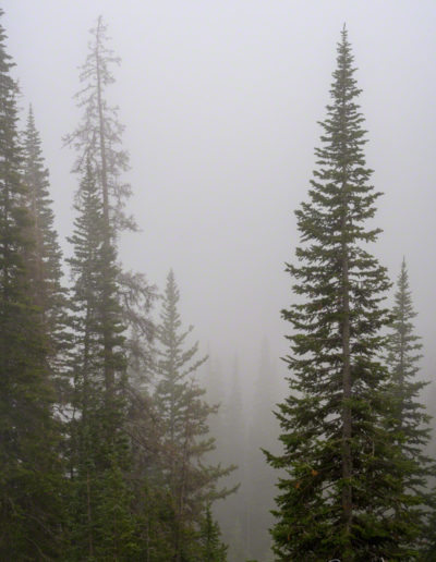 Vertical Photo of Fog from Weather Inversion in RMNP Colorado Forest