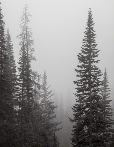 B&W Vertical Photo of Fog from Weather Inversion in RMNP Colorado Forest