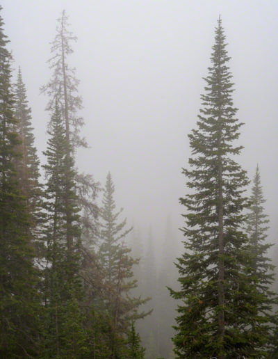 Misty Forest Photo of Fog from Weather Inversion in RMNP Colorado